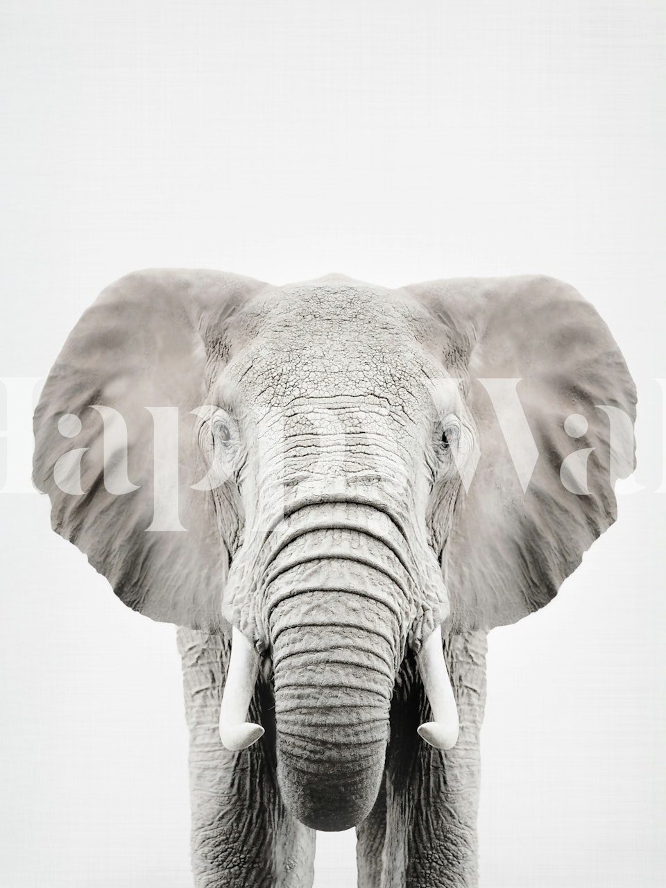 Tapeta Elephant Grandeur Scene zobrazená v místnosti