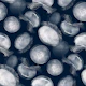 Translucent Moon Jellyfish