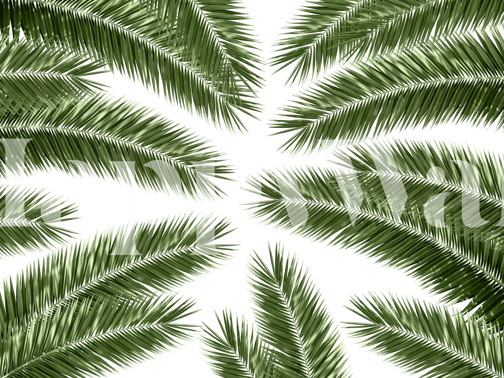 Green palm leaves against a white background wallpaper