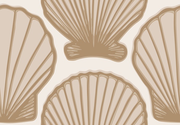 Scallop shells in sand beige