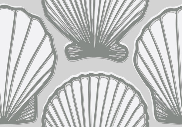 Scallop shells in grey blue