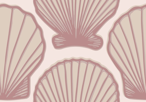 Scallop shells in soft pink