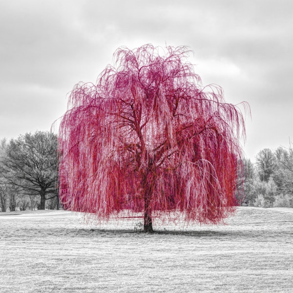 Vibrant Pink Willow
