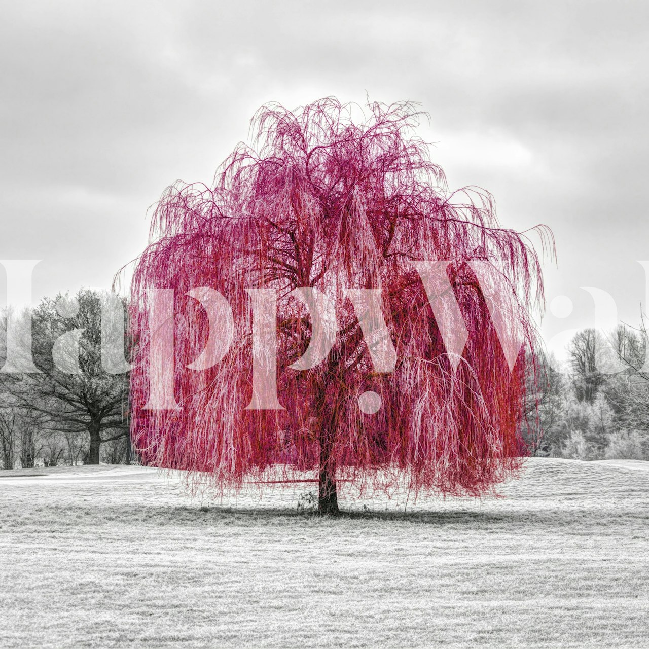 Vibrant pink willow wallpaper in a room