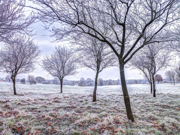 Whispering Winter Fields