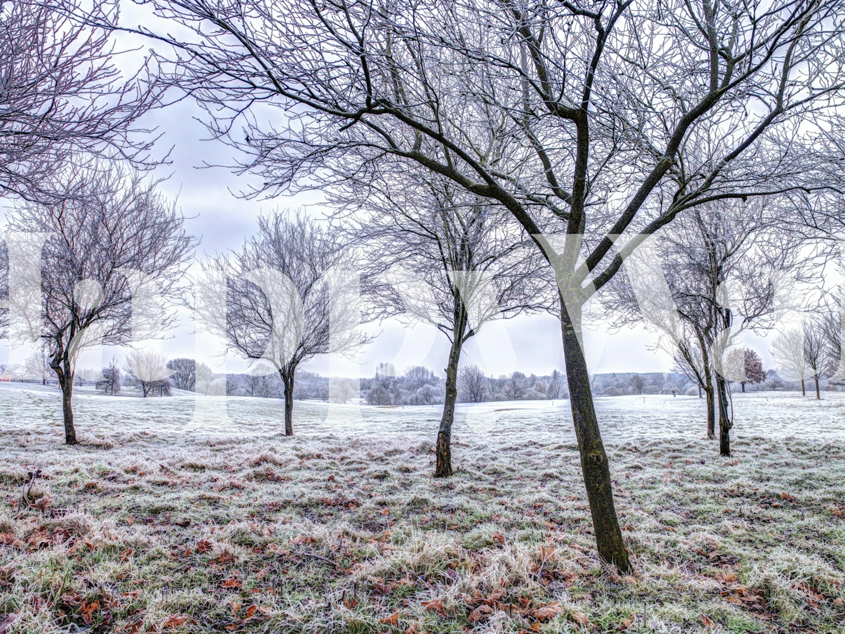 Scenic frosted landscape with bare trees and soft grass wallpaper