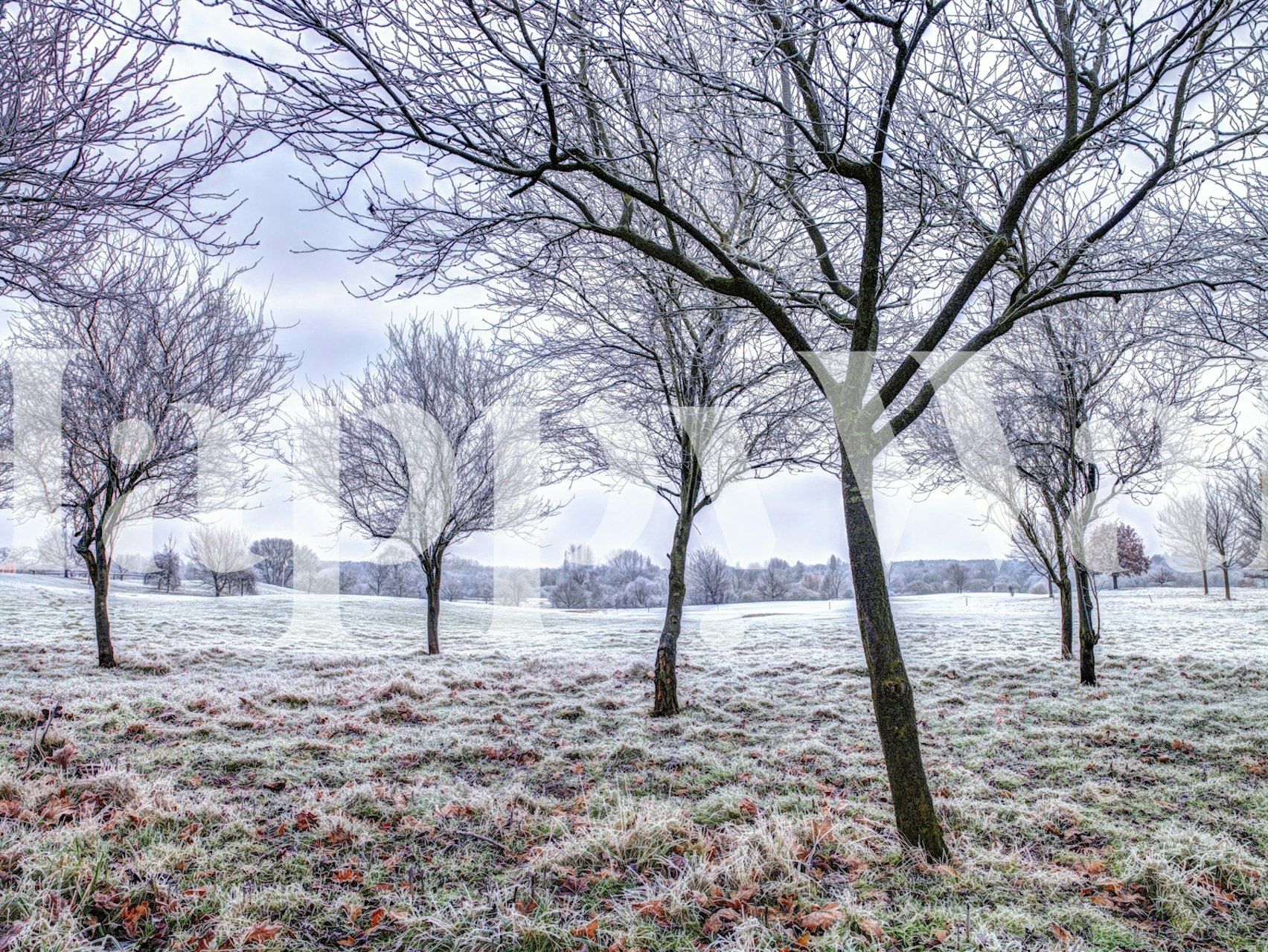 Whispering Winter Fields tapet i ett rum