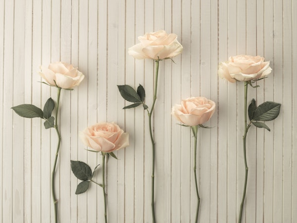 Elegant Pastel Roses