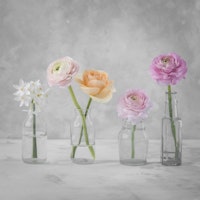 Tender Blossoms Lineup wallpaper