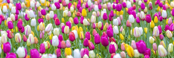 Vibrant Tulip Meadow