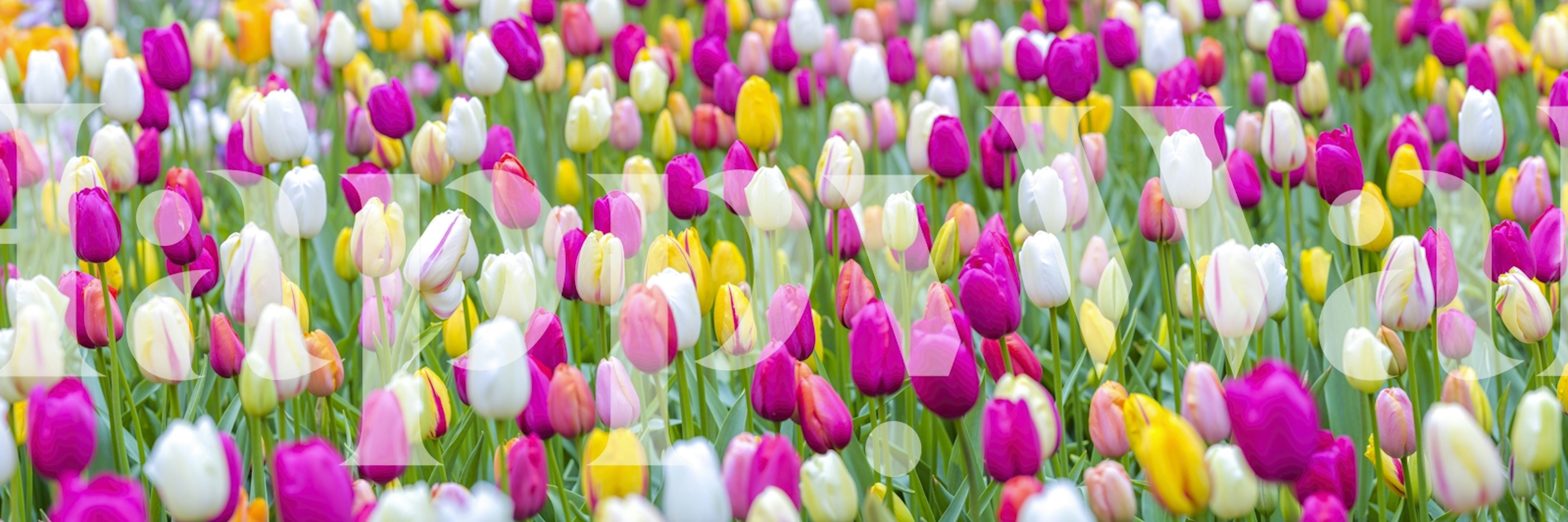 Colorful tulip field with pink, yellow and white flowers floral wallpaper