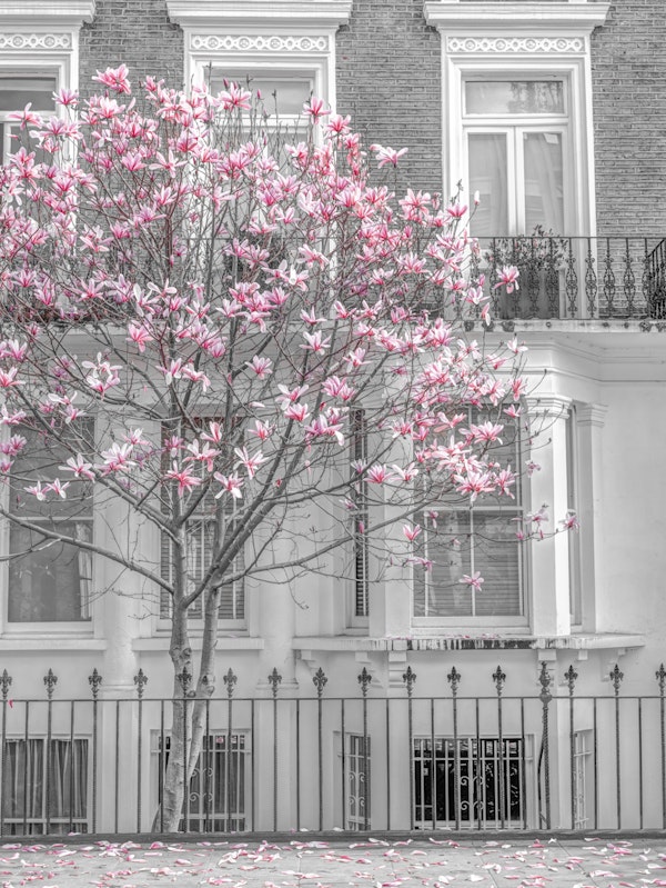 Blooming Magnolias
