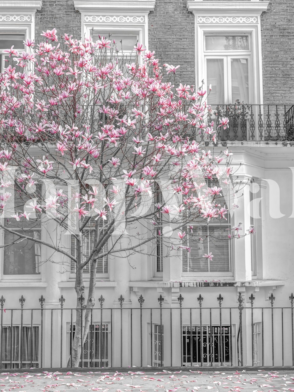 Blooming pink magnolia flowers on black and white background wallpaper