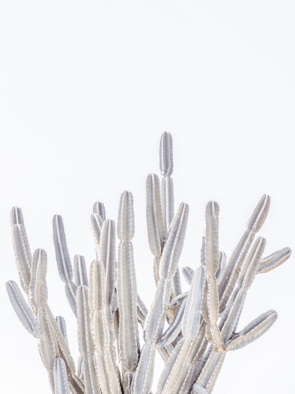 Modern Cactus Whisper