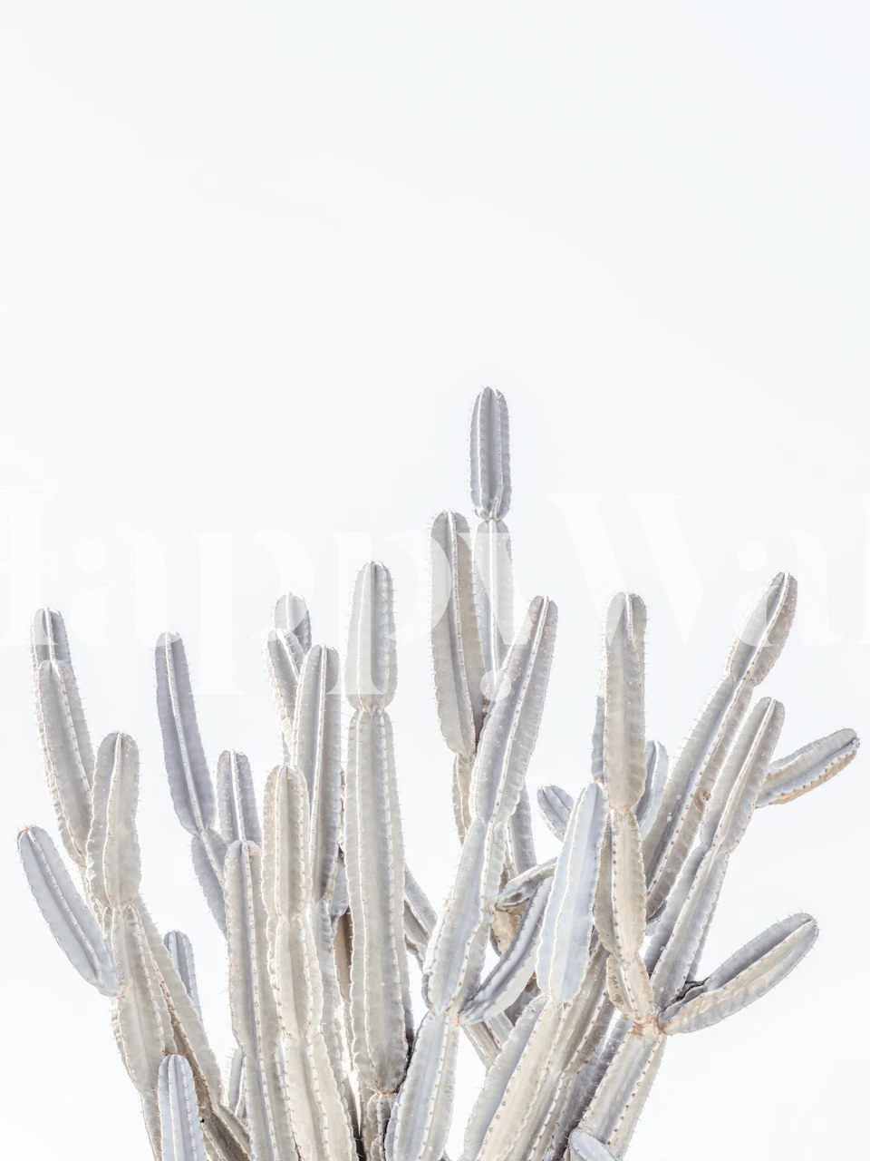 Minimalist cactus design in soft green on white wallpaper
