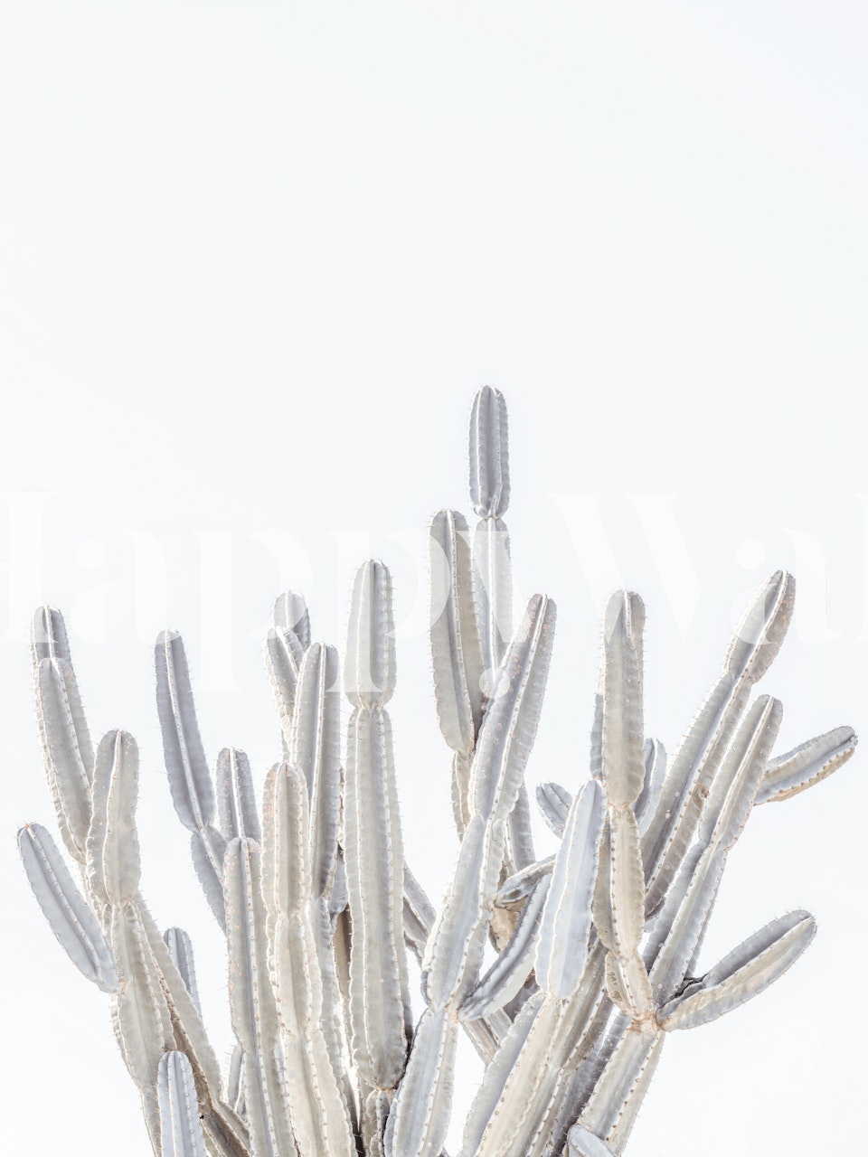 Minimalist cactus design in soft green on white wallpaper