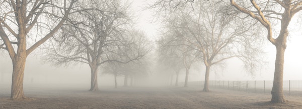 Enchanted Foggy Path