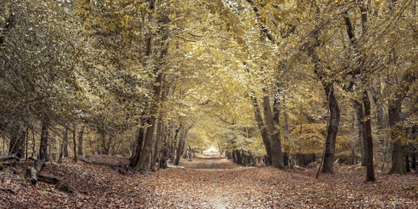 Serene Woodland Stroll