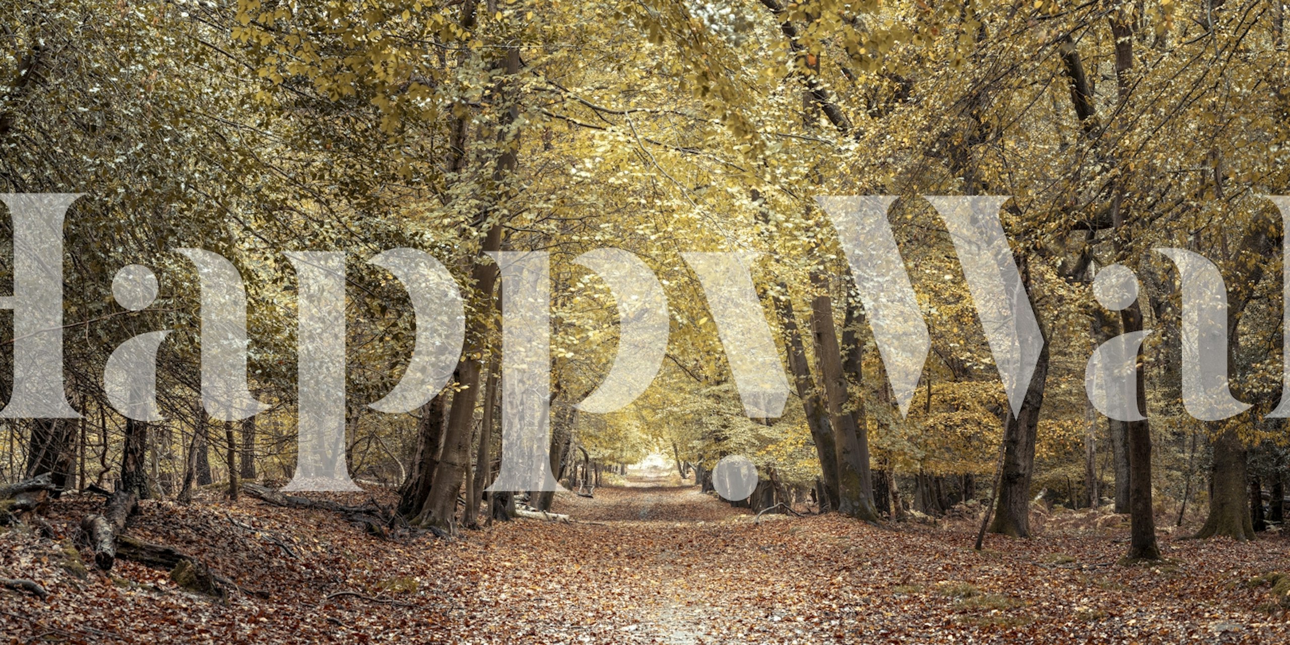 Lush autumn trees with golden leaves on a tranquil path wallpaper