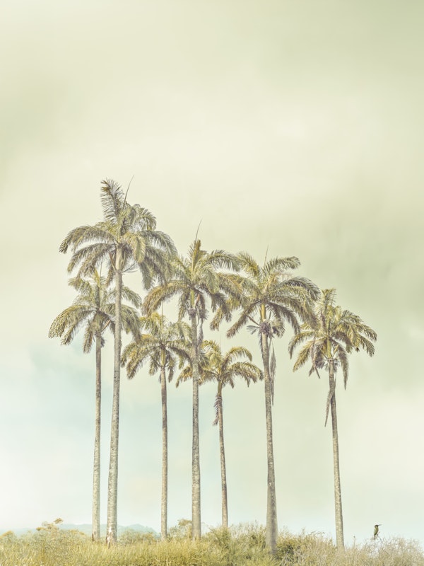 Breezy Palms