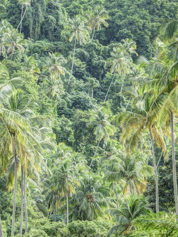 Rainforest Retreat View