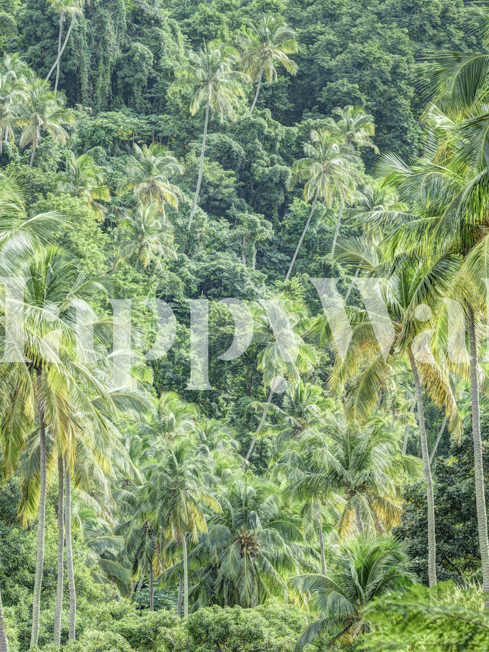Papel tapiz Rainforest Retreat en una habitación