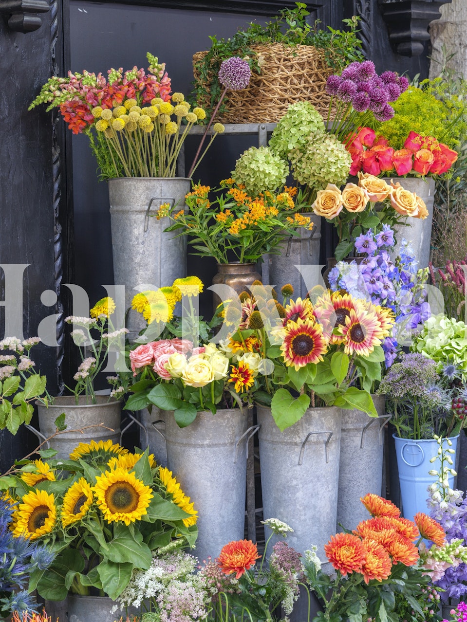 Colorful flowers in metal buckets, bright wallpaper