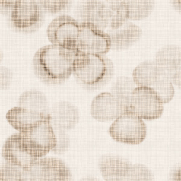 Soft Sepia Blooms