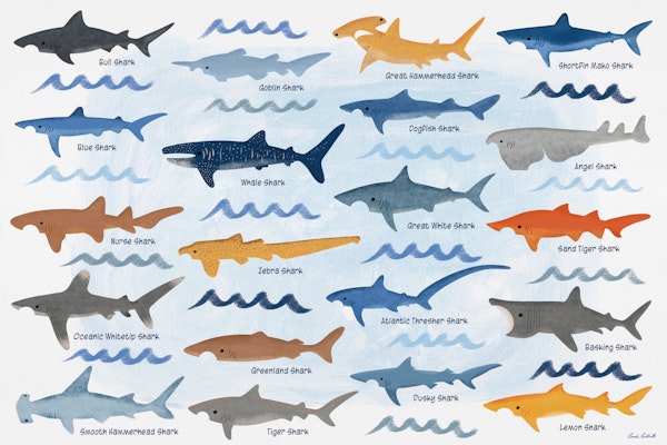 Shark Species Identification Chart