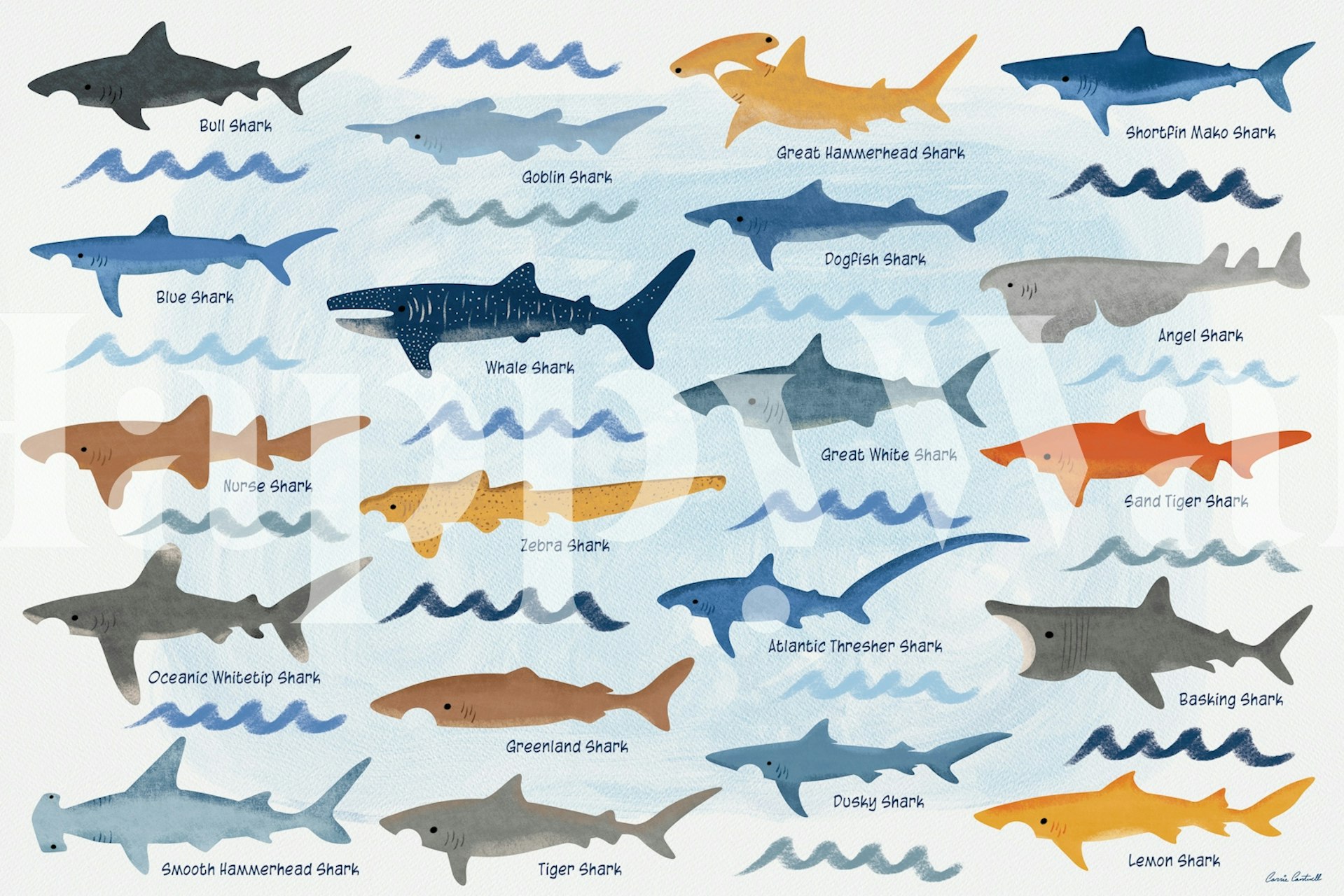 papier peint Shark Species Identification Chart