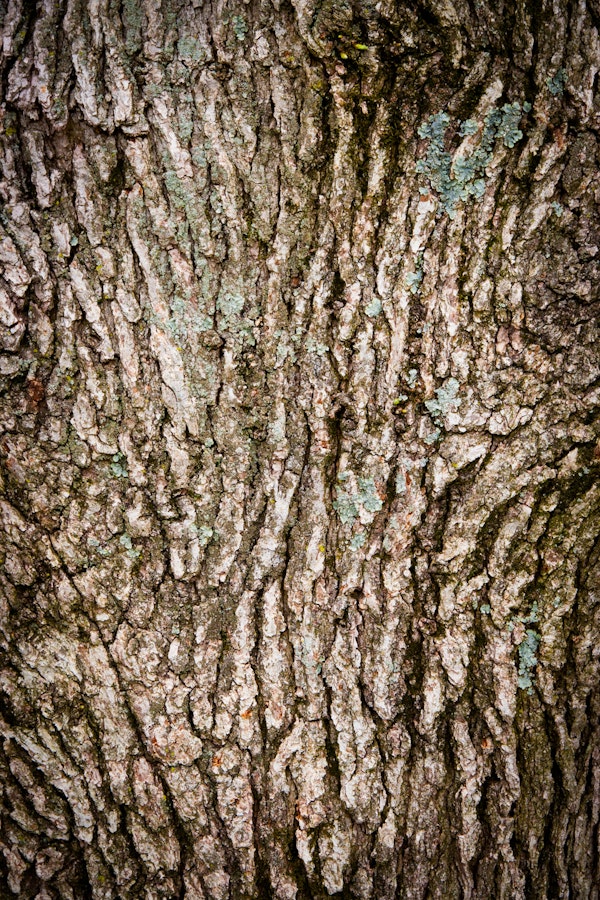 Natural Tree Bark - Vertical