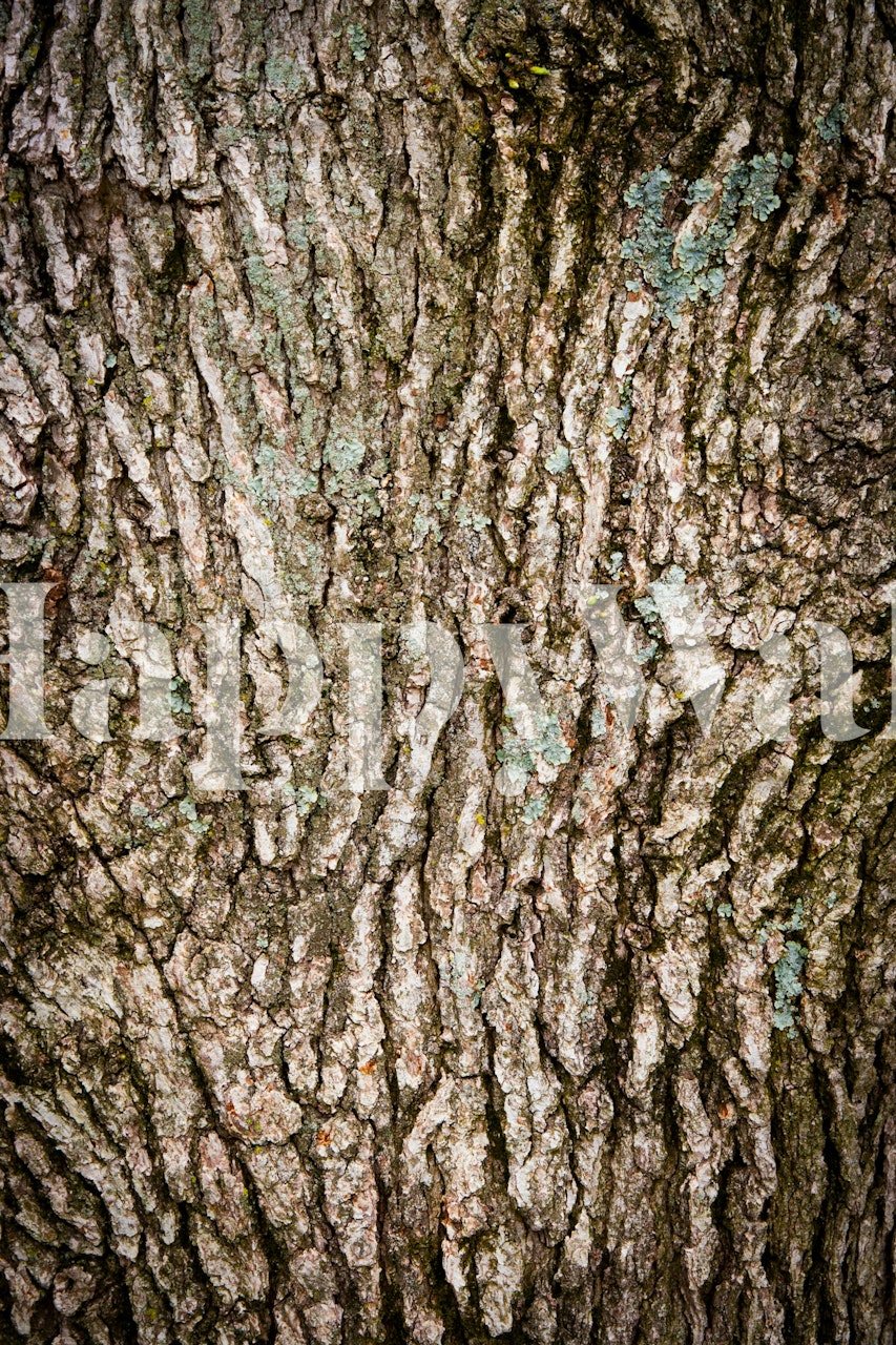 Carta da parati Natural Tree Bark in una stanza
