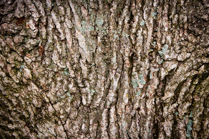 Natural Oak Tree Bark Wallpaper | happywall.com