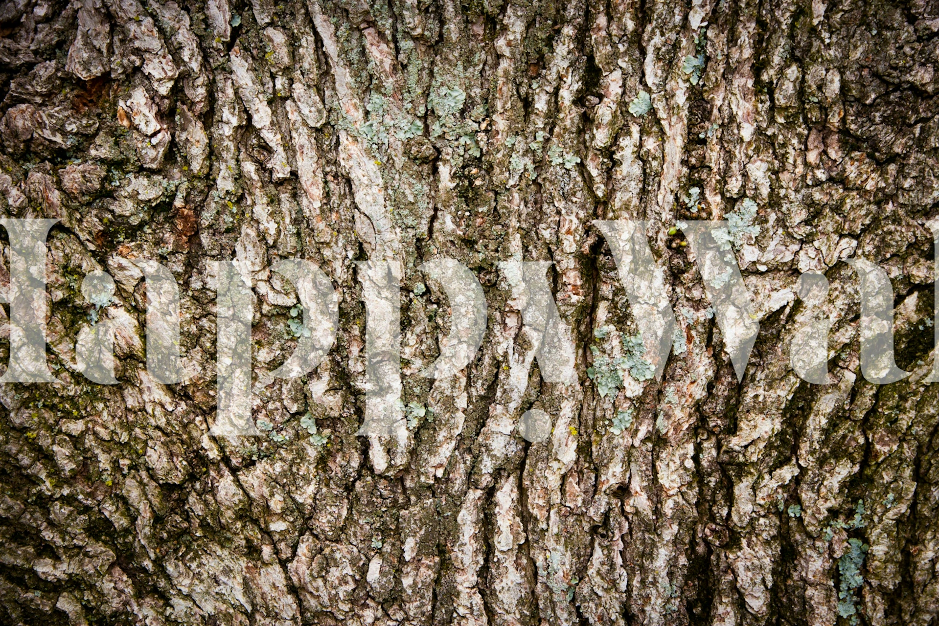 Natural Oak Tree Bark wallpaper design