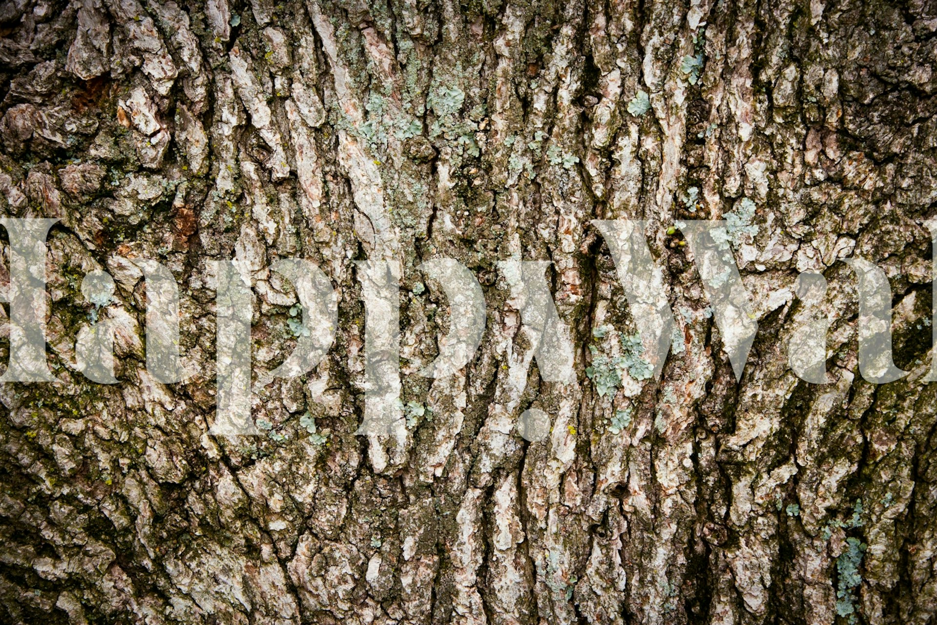 Natural Oak Tree Bark wallpaper design