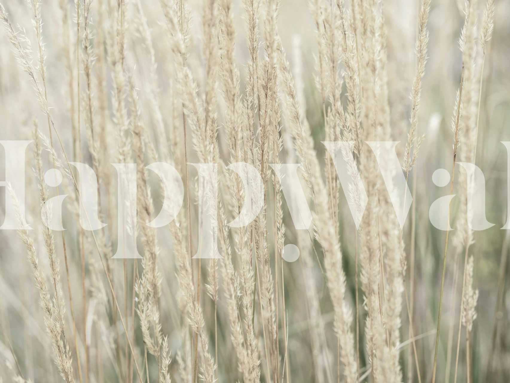 Ornamental grass wallpaper in a room setting