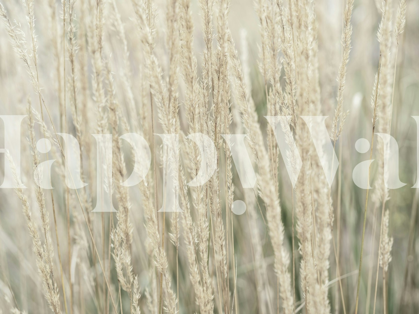 Ornamental grass wallpaper in a room setting