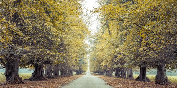 Autumn Tree Avenue