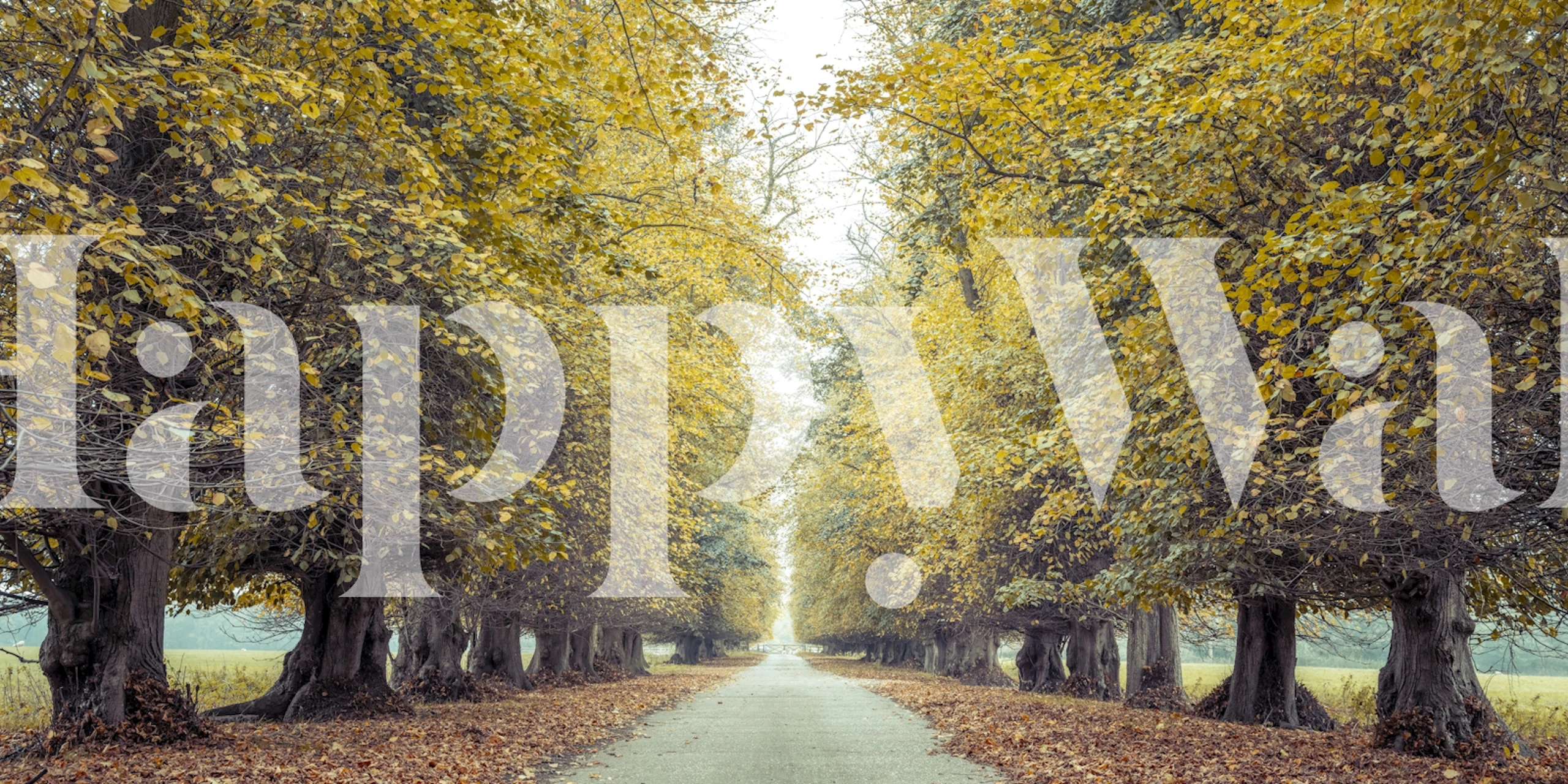 Autumn trees with golden leaves lining a pathway wallpaper