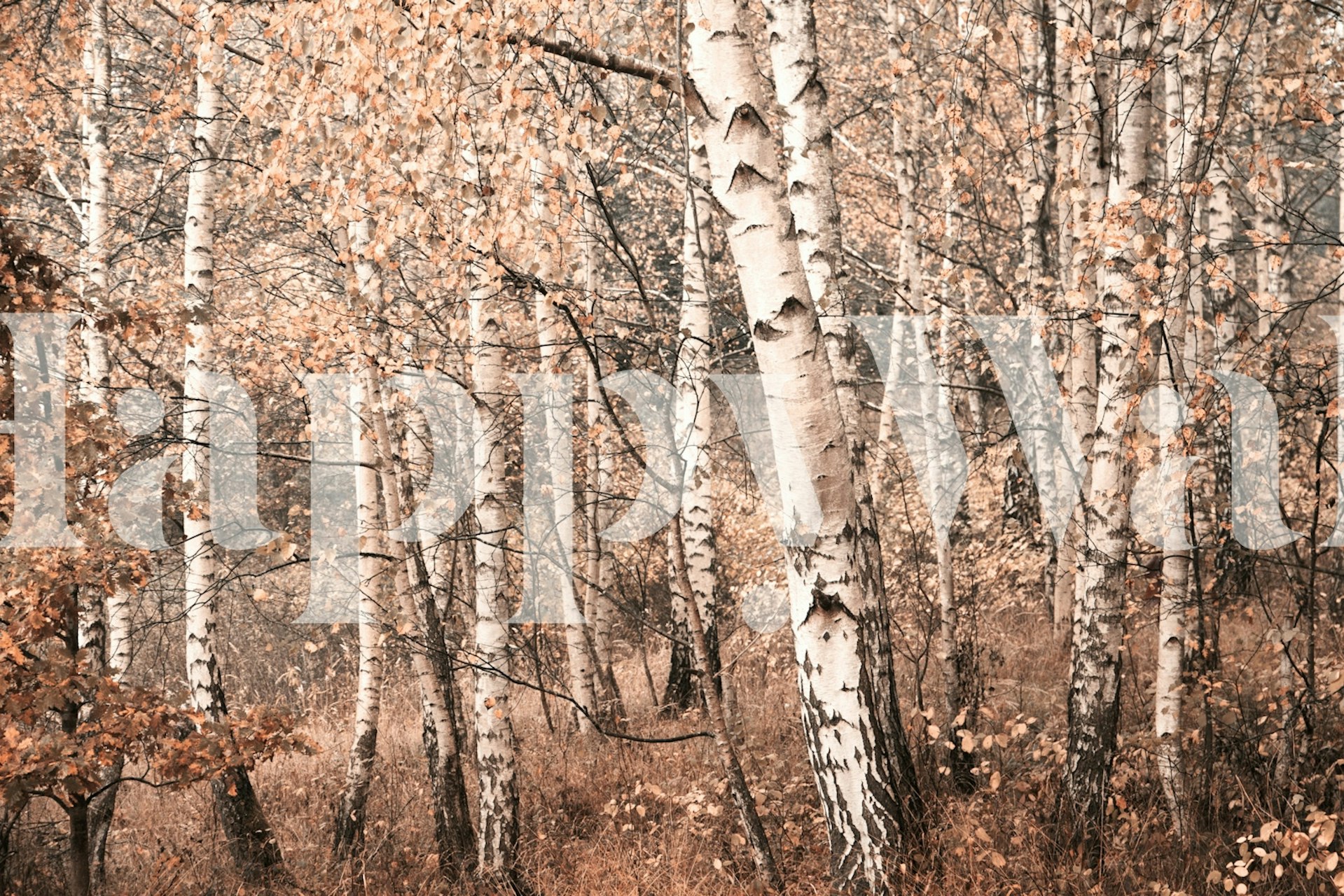 Moody birch forest wallpaper in a room