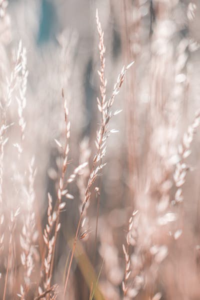 Τοιχογραφία