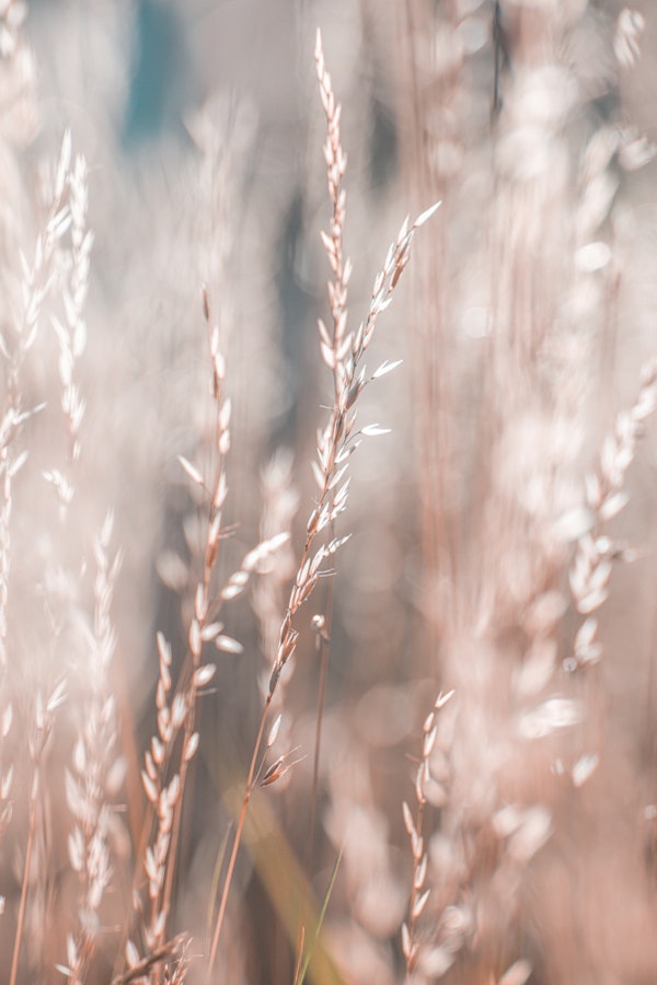 Wild Grass Summer Light