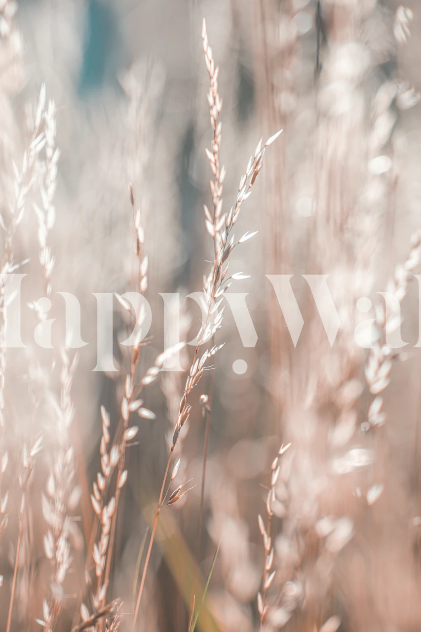 Wild Grass Summer Light wallpaper in a room