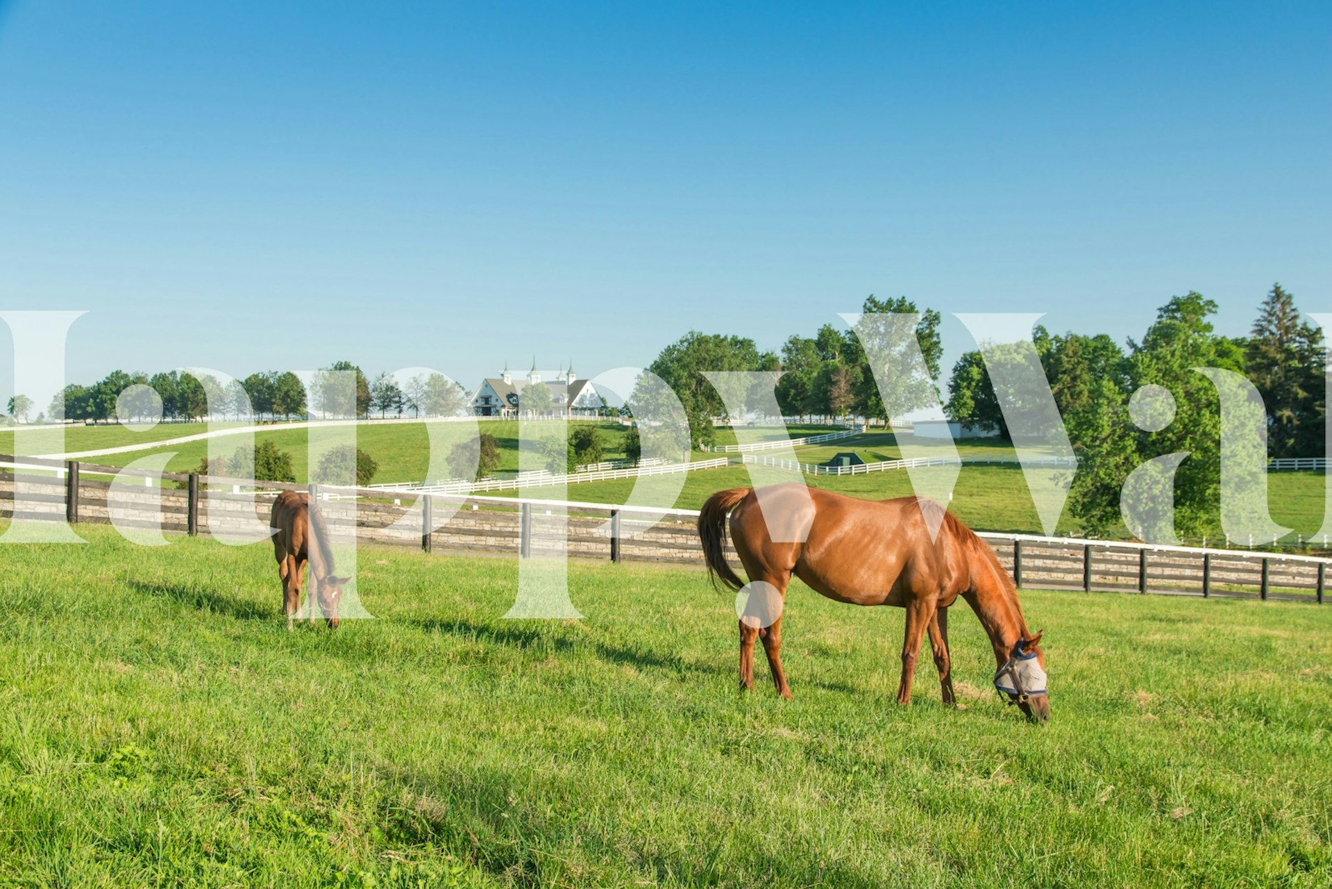 Countryside wallpaper with horses in a field
