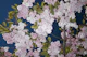 Blooming Cherry Trees