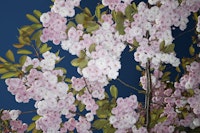 Blooming Cherry Trees wallpaper