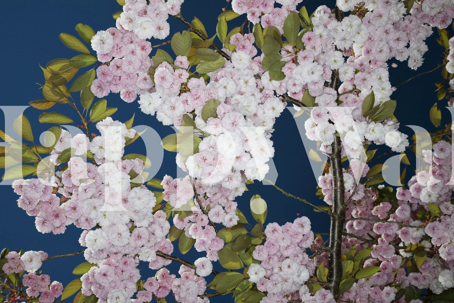 Blooming cherry trees wallpaper in a room