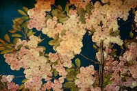 Tranquil Cherry Blossom Beauty tapete