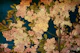 Tranquil Cherry Blossom Beauty