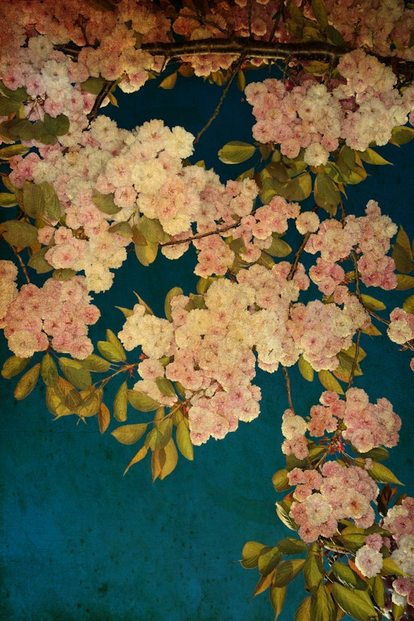 Blossoming Cherry Serenity